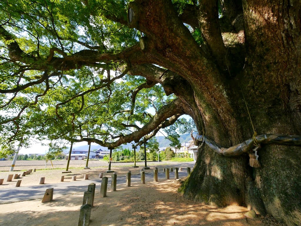 Камфорное дерево фото Большое камфорное дерево из Камо - visitjapan.ru