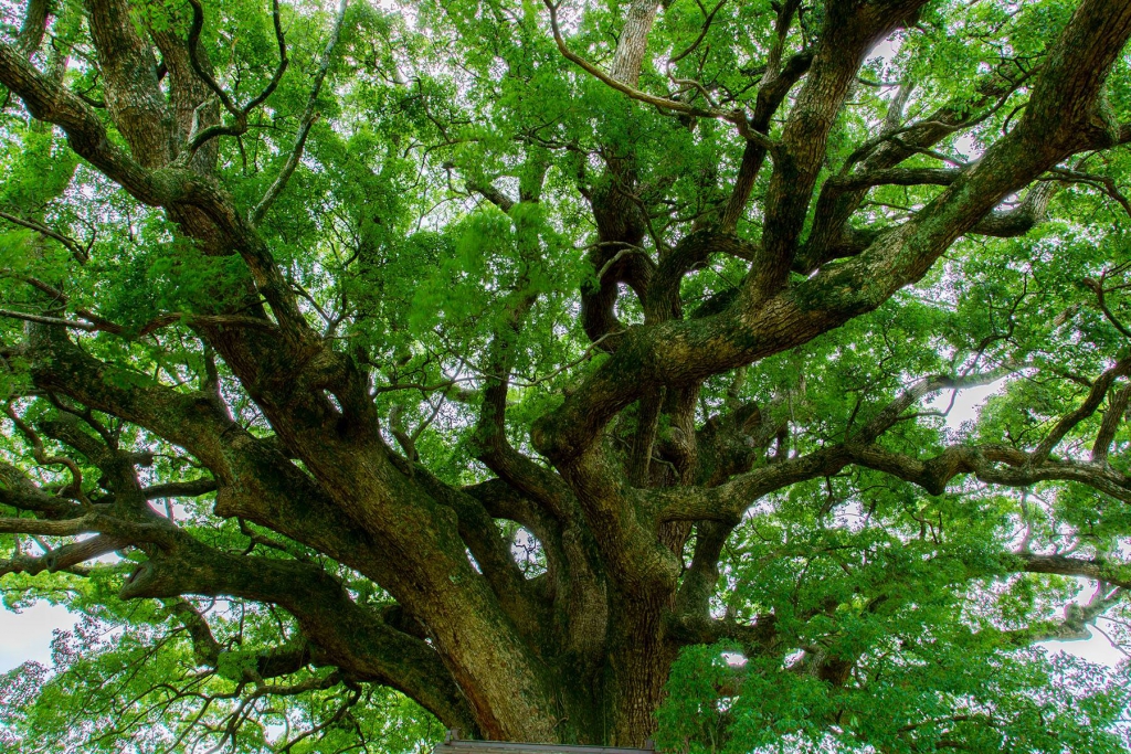 Камфорное дерево фото Большое камфорное дерево из Камо - visitjapan.ru